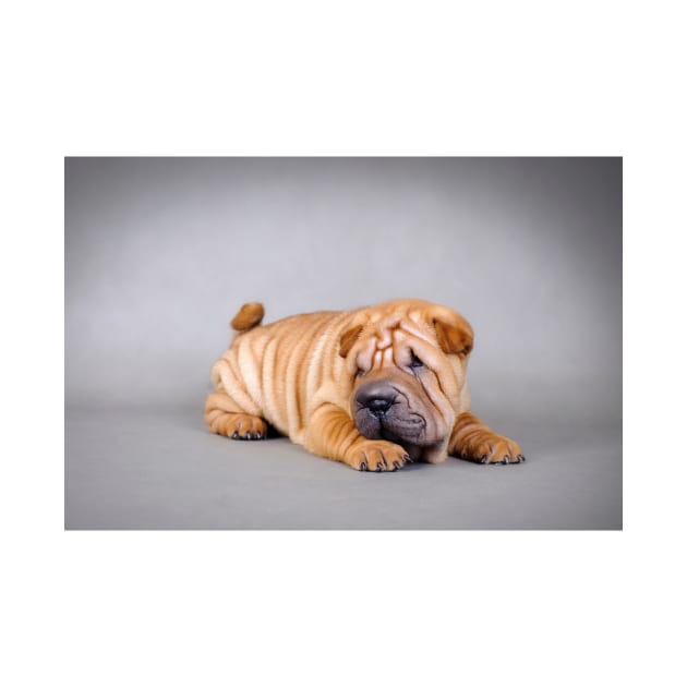 Shar pei puppy by PetsArt