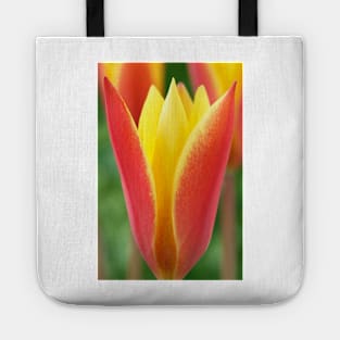 Tulipa clusiana var. chrysantha  'Tubergen's Gem'  Lady tulip  Miscellaneous tulip group Tote