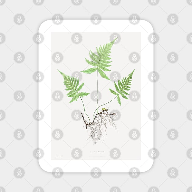 Northern beech fern - Botanical Illustration Magnet by chimakingthings