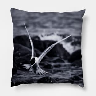Crested Tern_VOA8098 Pillow