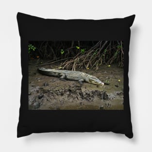 Crocodile - Chinaman Creek - Cairns Pillow