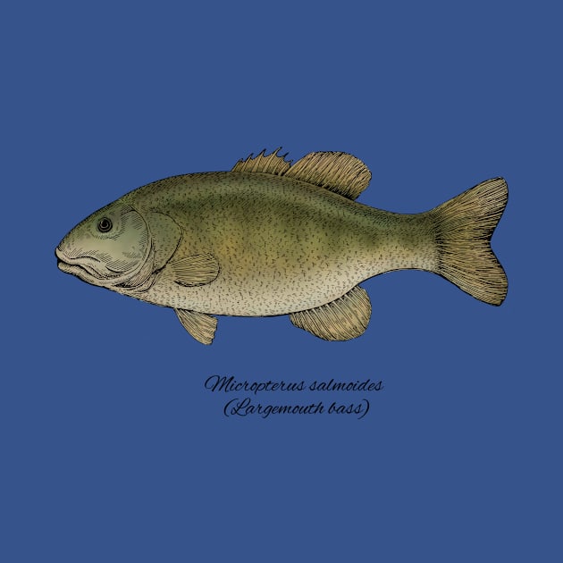 micropterus salmoides by eugeniahauss