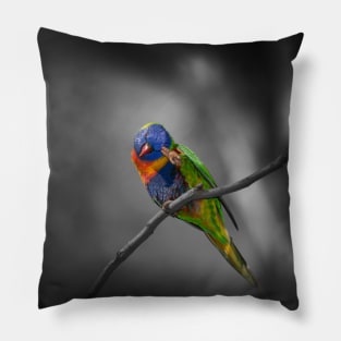 Rainbow Lorikeet_5167A Pillow