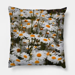 Stunning Field of White Oxeye Daisies Pillow