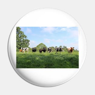 Cows in a Field Pin