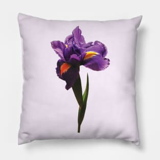 Irises - One Purple Iris Pillow