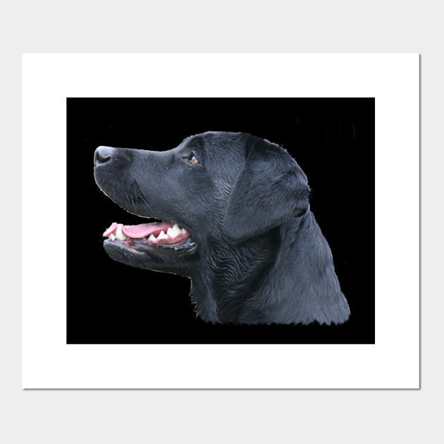 Black Labrador Black Labrador Retriever Posters And Art Prints Teepublic Uk