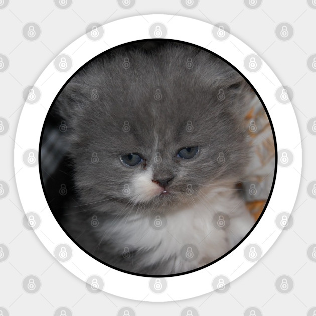 Cute Kitty Cat Face Kitty Cats Sticker Teepublic