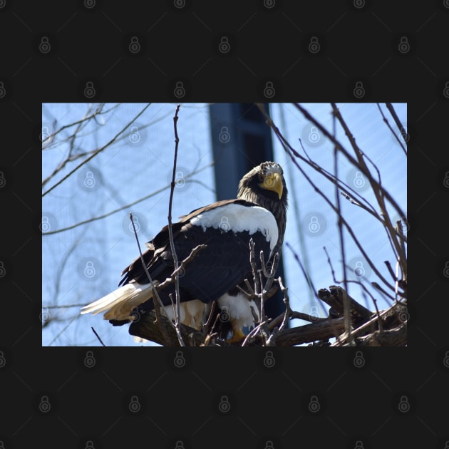 Stellar Sea Eagle by MarieDarcy