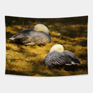 Snow Geese Sleeping in the Summer Afternoon Sun Tapestry