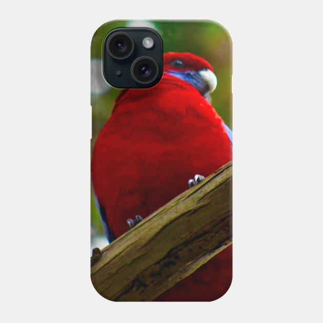 Crimson Rosella! Phone Case by Mickangelhere1