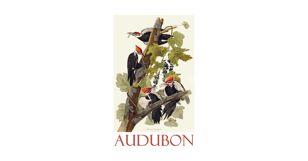 Pileated Woodpecker By John James Audubon Birds T Shirt Teepublic