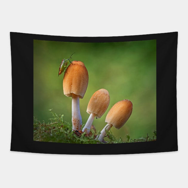 Glistening Inkcap Mushrooms with Shield Bug Tapestry by TonyNorth