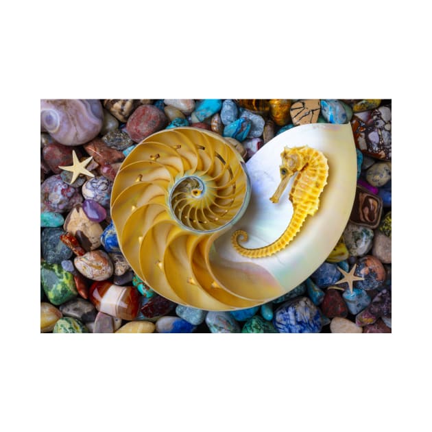 Nautilus And Seahorse On Colored Stones by photogarry