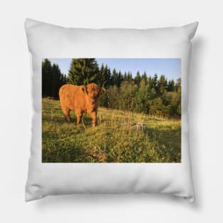 Scottish Highland Cattle Calf 1553 Pillow