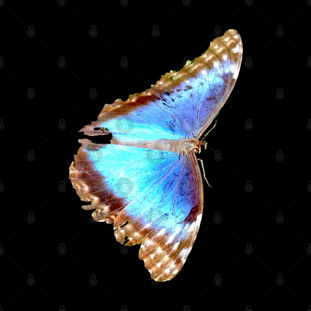 Morpho Butterfly on black by Wolf Art / Swiss Artwork Photography