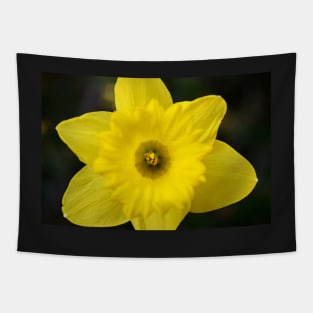 Daffodil (Color) Tapestry