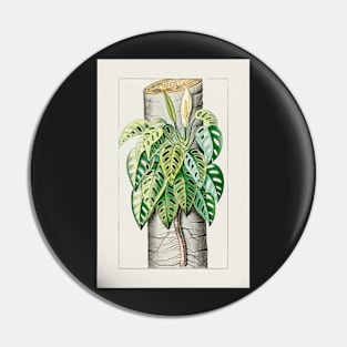 Mature Monstera adansonii var adansonii - botanical illustration Pin