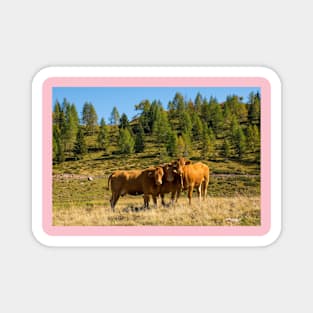 Italian Alpine Cows Magnet