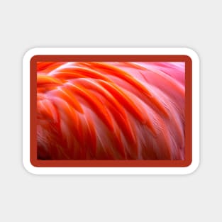 Vibrant flamingo feathers Magnet