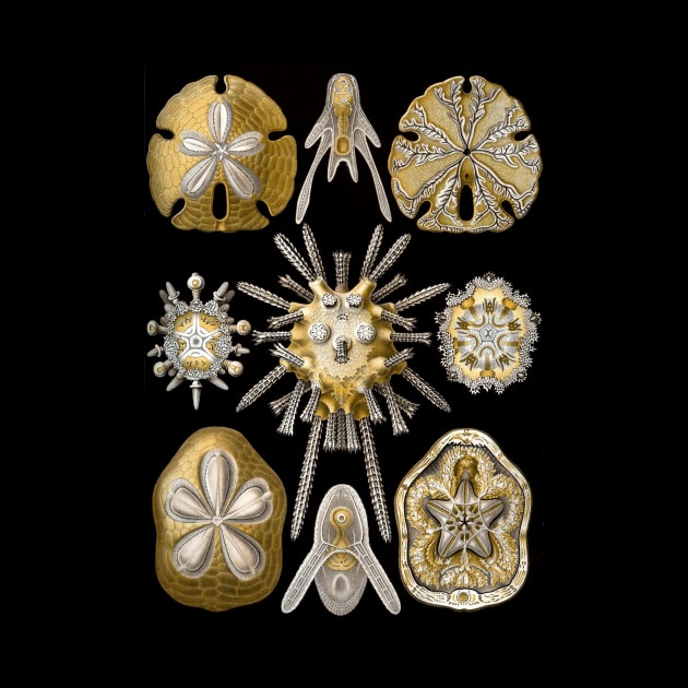 Sand Dollars Echinidea by Ernst Haeckel by MasterpieceCafe