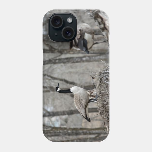 Canada Geese nesting Phone Case by CanadianWild418