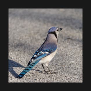 Blue Jay in Parking Lot T-Shirt