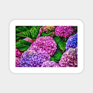 Hydrangeas In Purple And Blue Magnet