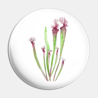 sarracenia leucophylla leaf watercolor Pin