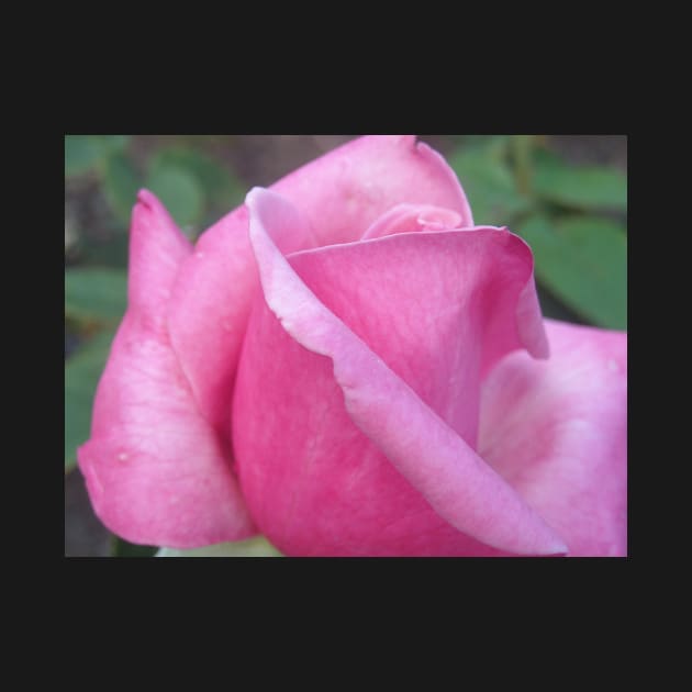 Morning Dew Pink Rose Photo Print And Others by nhitori