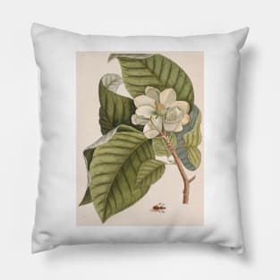 Cucumber tree (Magnolia acuminata) (C010/8074) Pillow