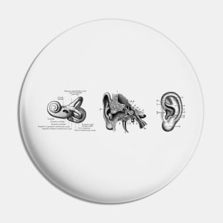 Human Ear Anatomy Diagram Pin