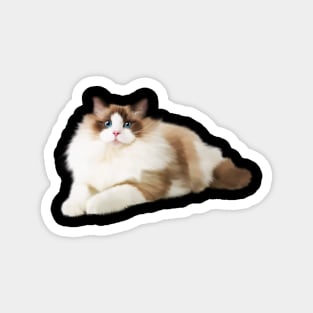 Ragdoll Cat, Love Ragdoll Cats, Cat Lover Magnet