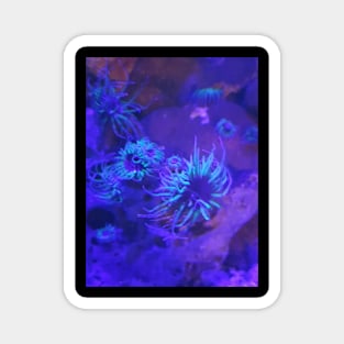 Anemones Magnet