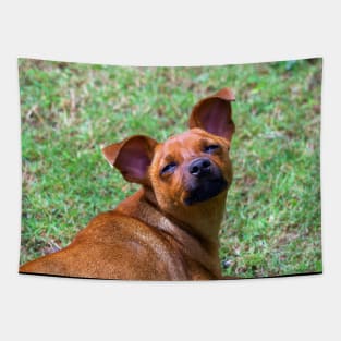 cute puppy Tapestry