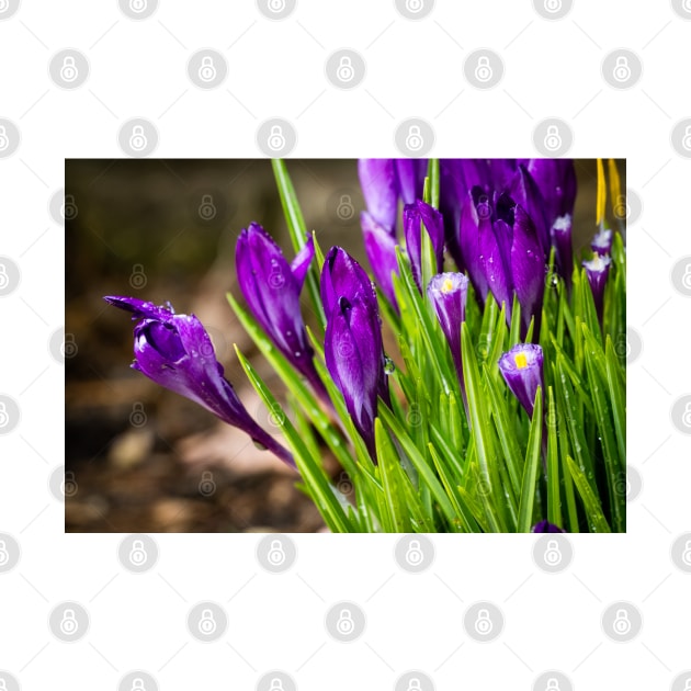 Spring Crocus 8 by Robert Alsop