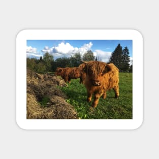 Scottish Highland Cattle Calves 2112 Magnet