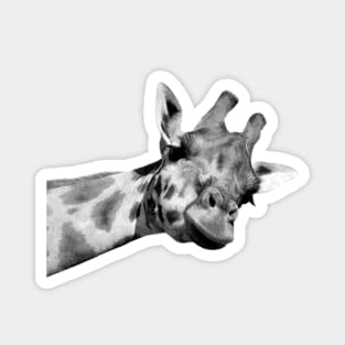 Black and White Giraffe Magnet