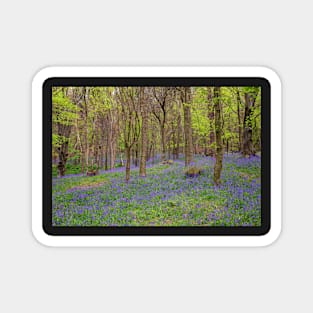 Margam Forest Bluebells Magnet