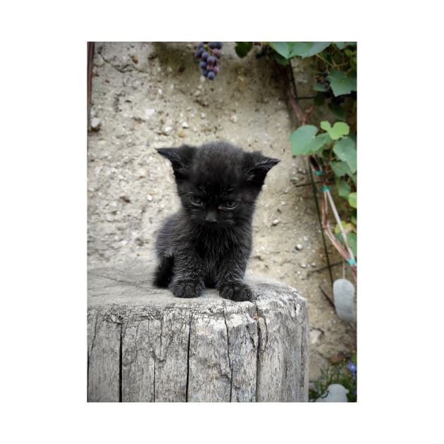 Little black cat by Gourmetkater