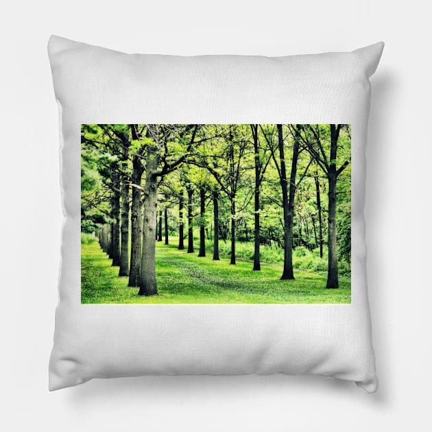 Tree Alley at St. James Pillow by bgaynor