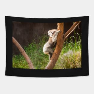 Koala climbing gum tree trunk. Tapestry