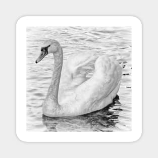 Swan on the water Magnet
