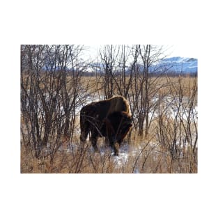 Colorado Buffalo T-Shirt