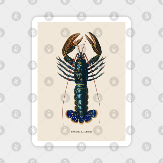 European Lobster Antique Naturalist Illustration Magnet by Antiquated Art