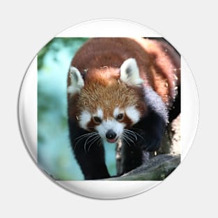 Red Panda 001 Pin