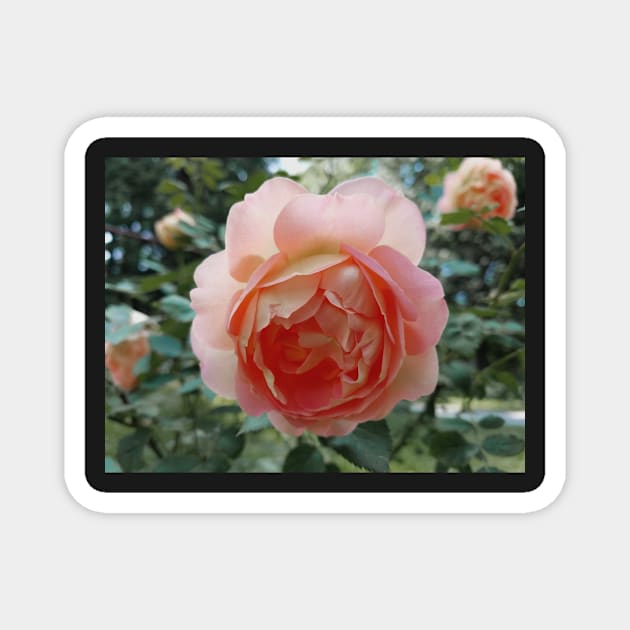 rose in the garden Magnet by lovefromsirius