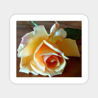 Yellow Rose Magnet