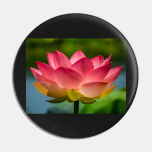 Pink Lotus Flower Pin