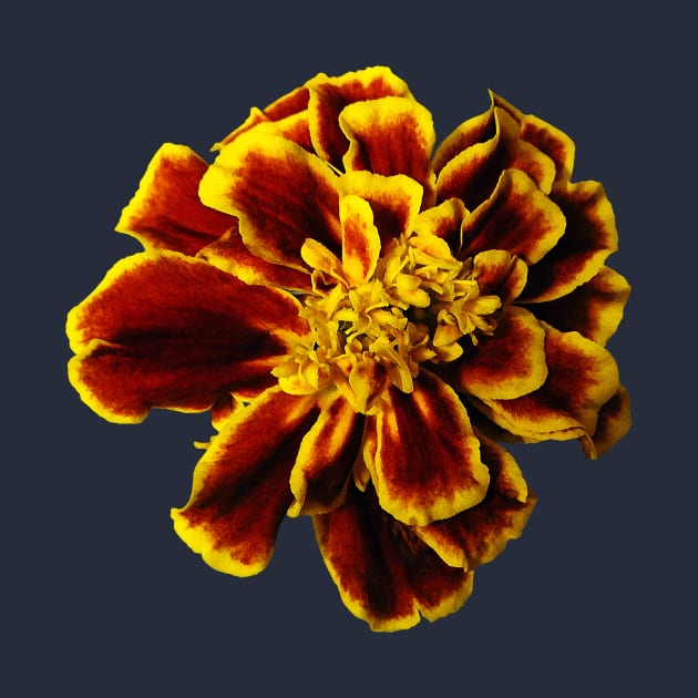 Single French Marigold by SusanSavad